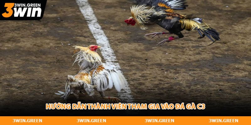 Hướng dẫn thành viên tham gia vào đá gà C3